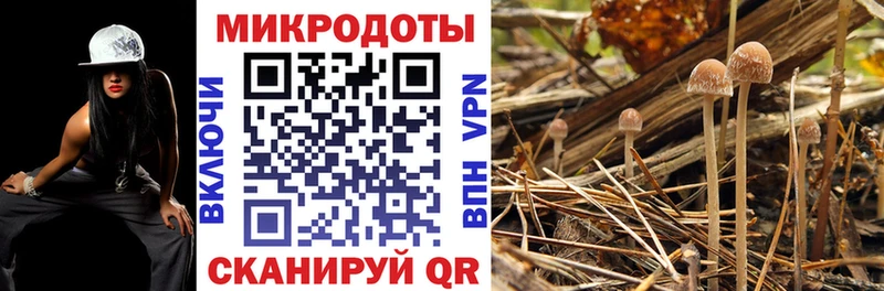 Купить  Губаха  Псилоцибиновые грибы Cubensis 